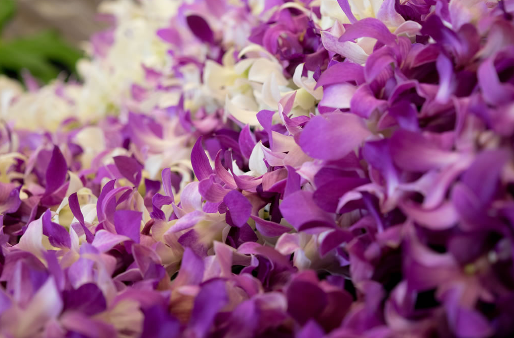 Loose Dendrobium Blossoms