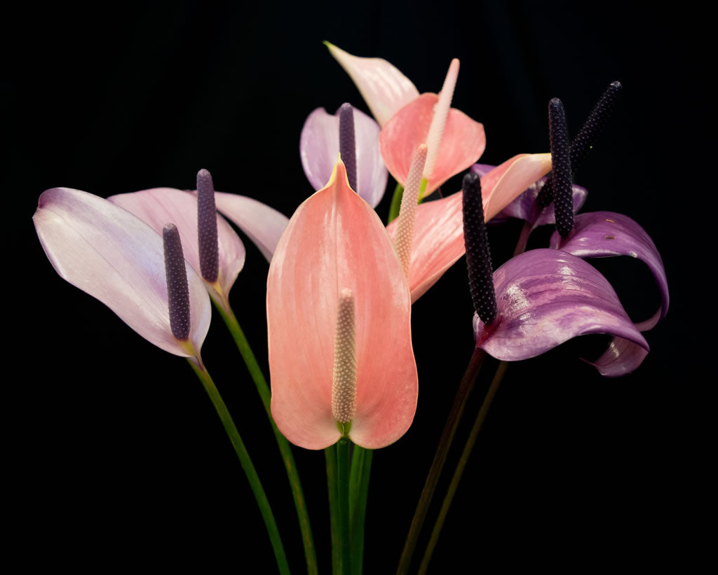 anthurium tulip Tulip Anthuriums – Gecko Farms