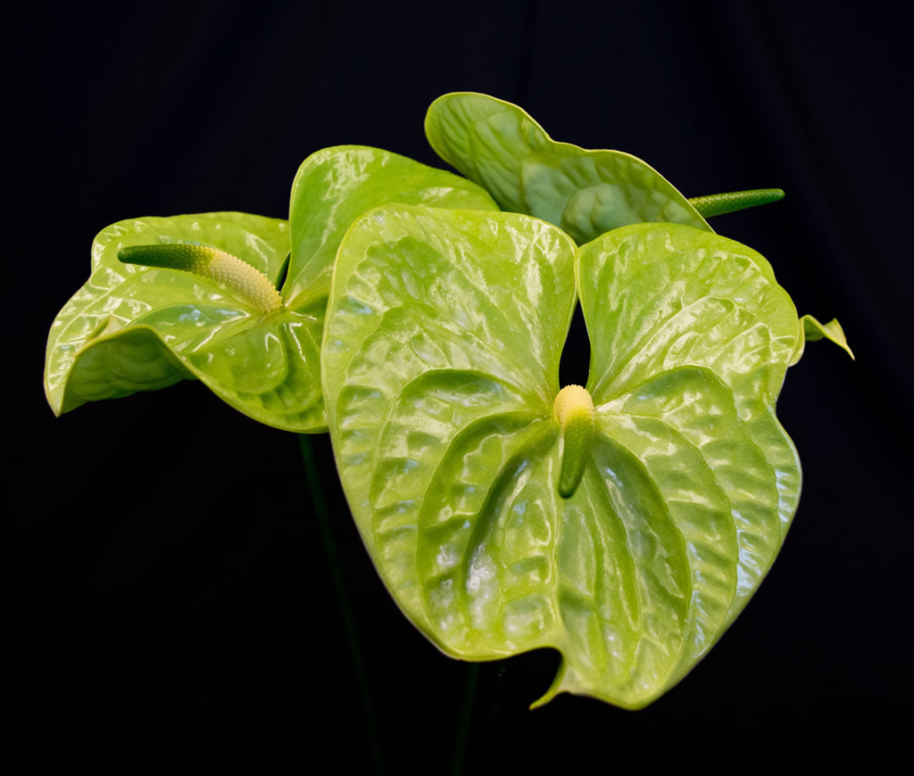 Pastel Anthuriums