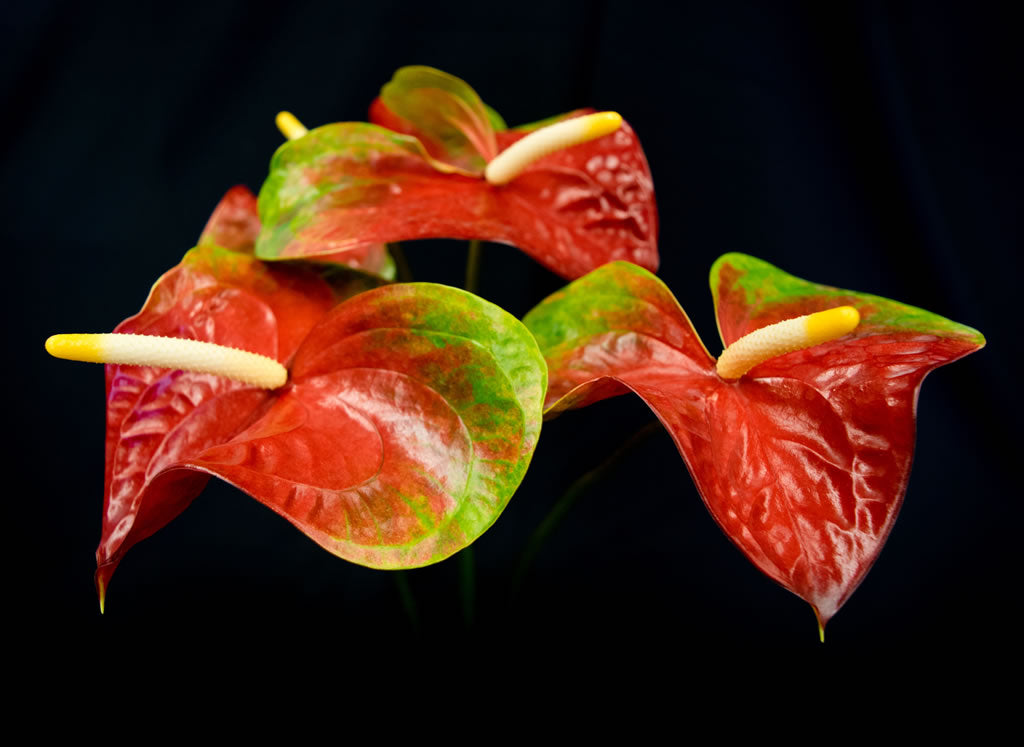 Obake Anthuriums