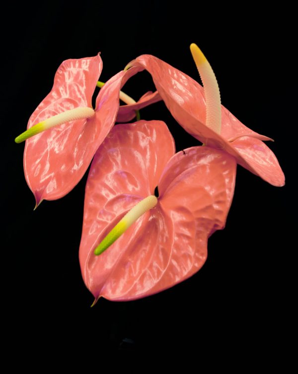 Pastel Anthuriums