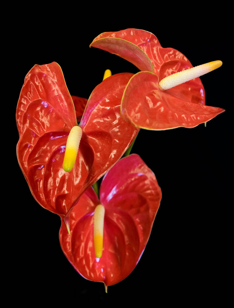 Red Anthuriums