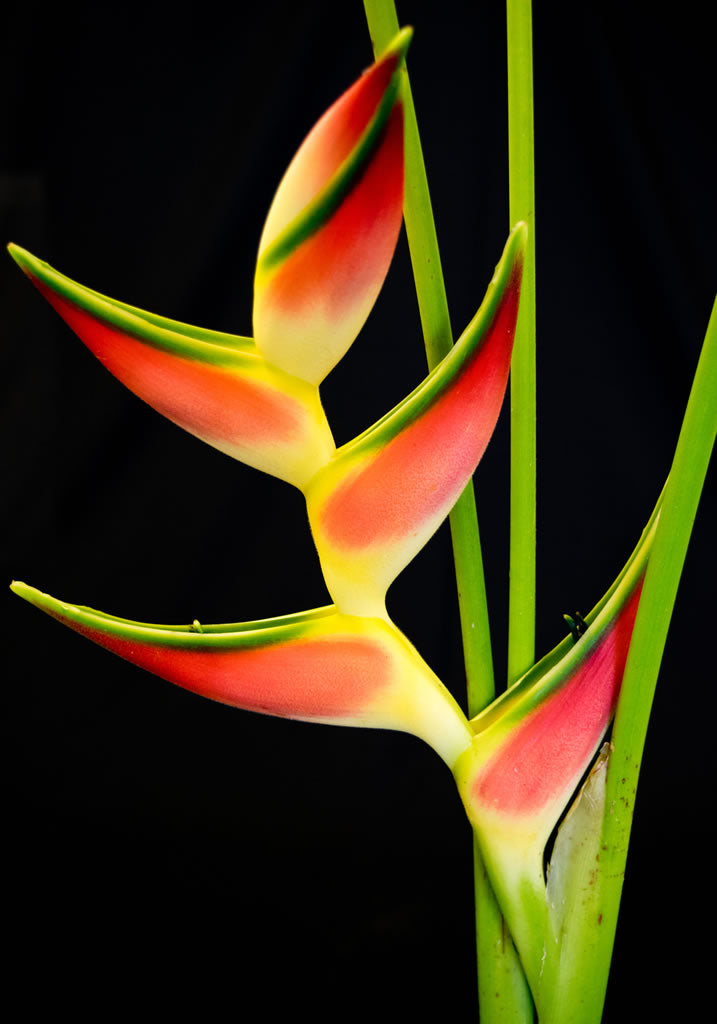 Orthotrica Heliconia