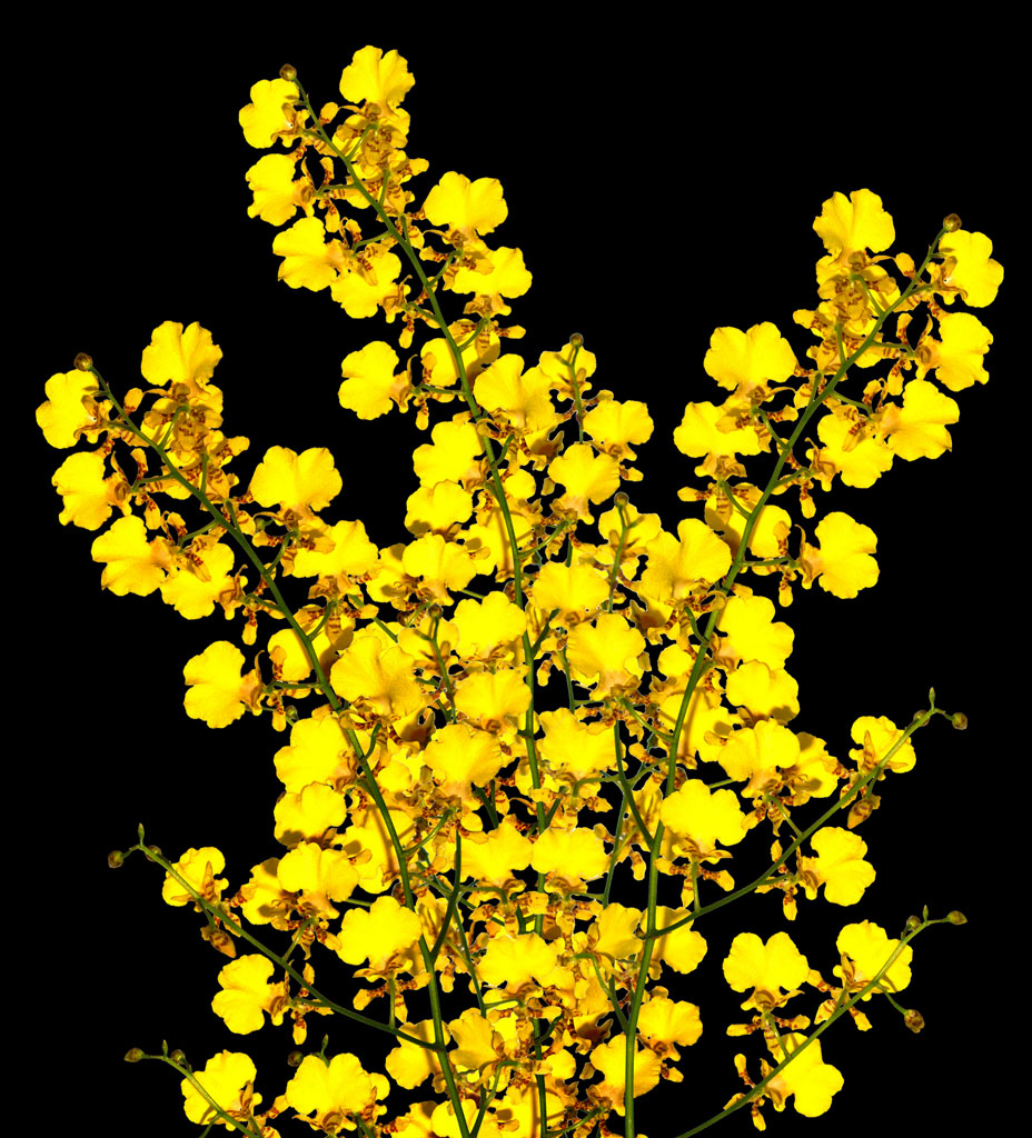 Yellow Oncidium Orchids – 5 Stems