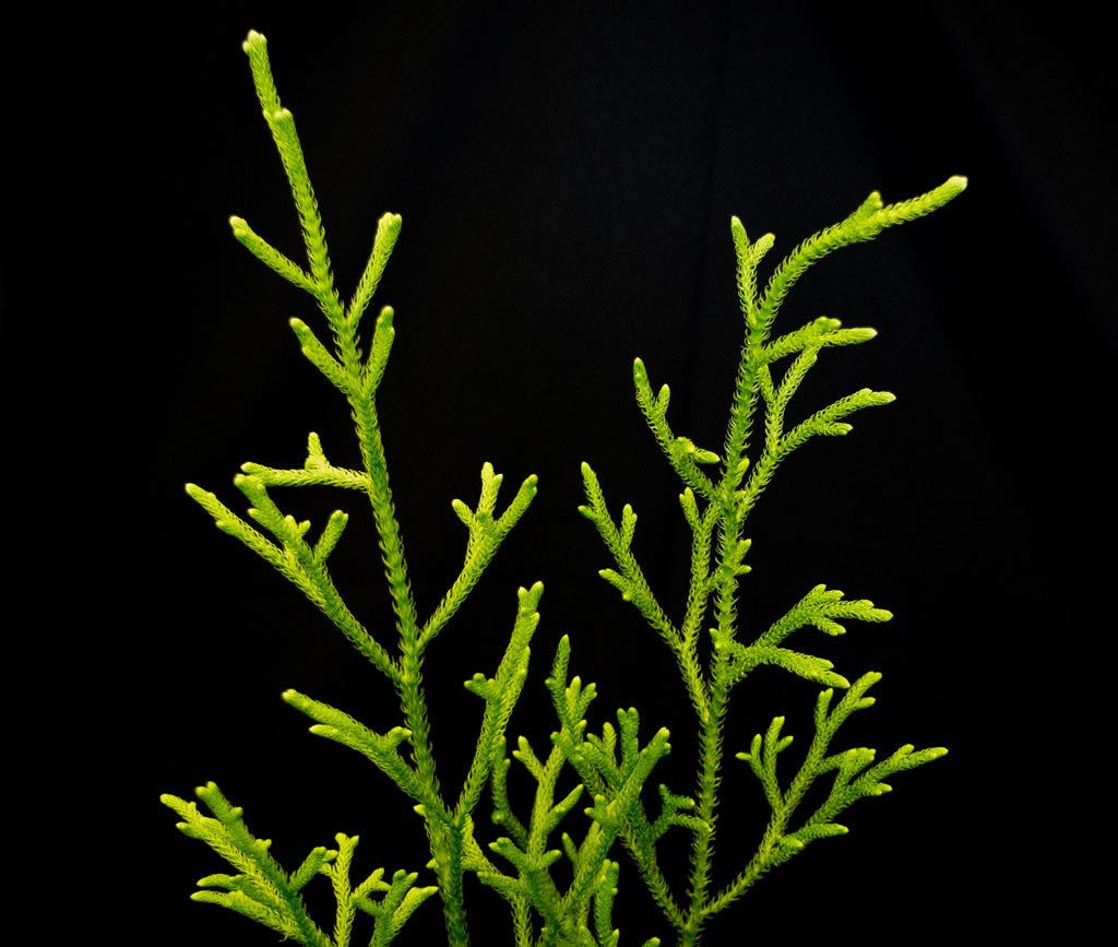 Lycopodium
