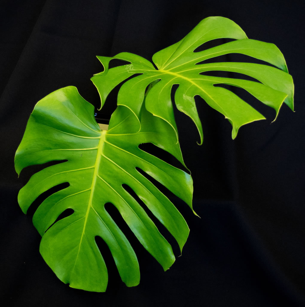 Monstera