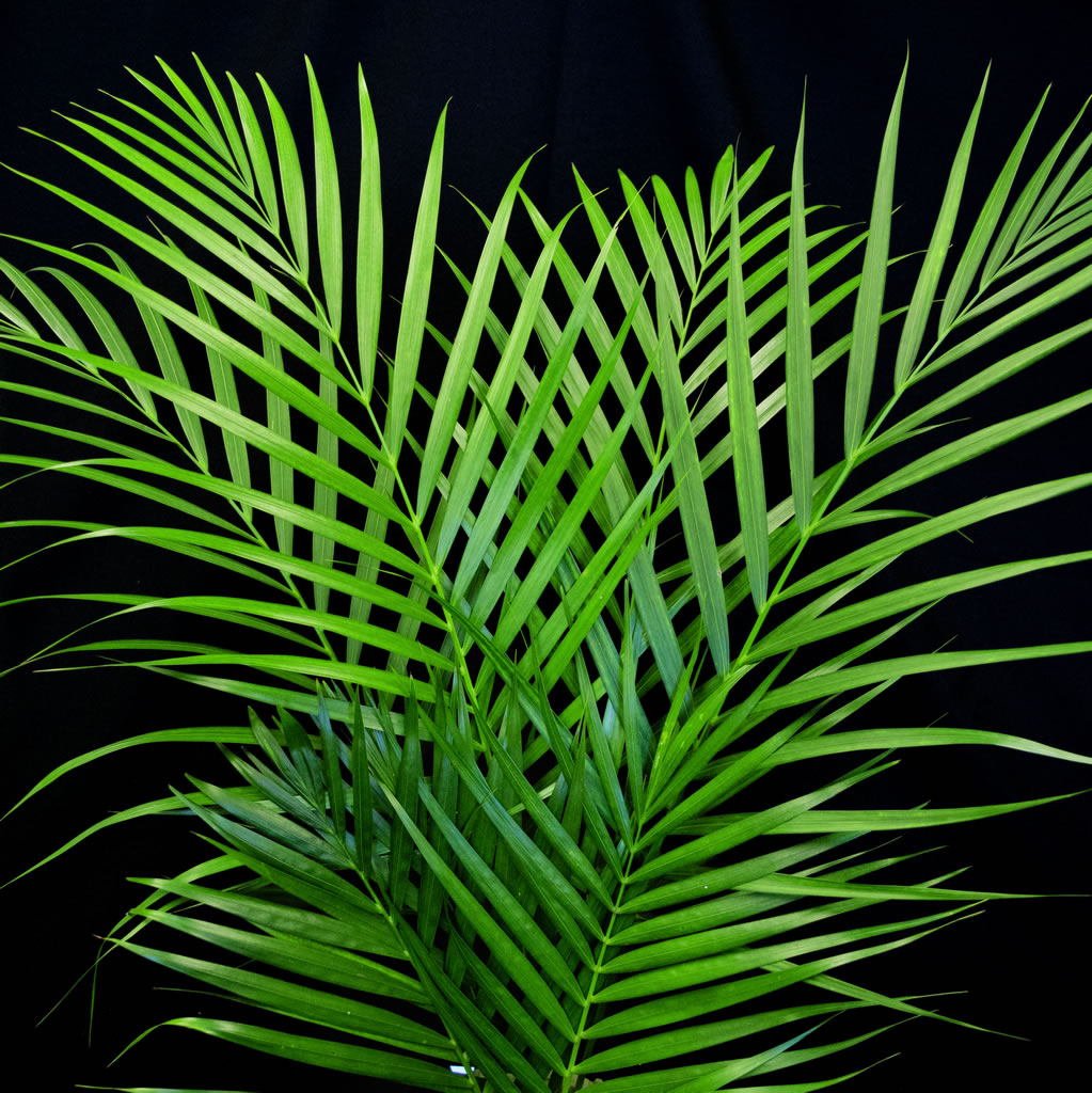 areca palm frond Areca Palm Leaves – Gecko Farms