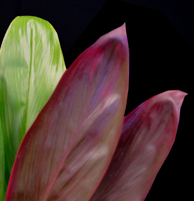 Red Ti Leaves