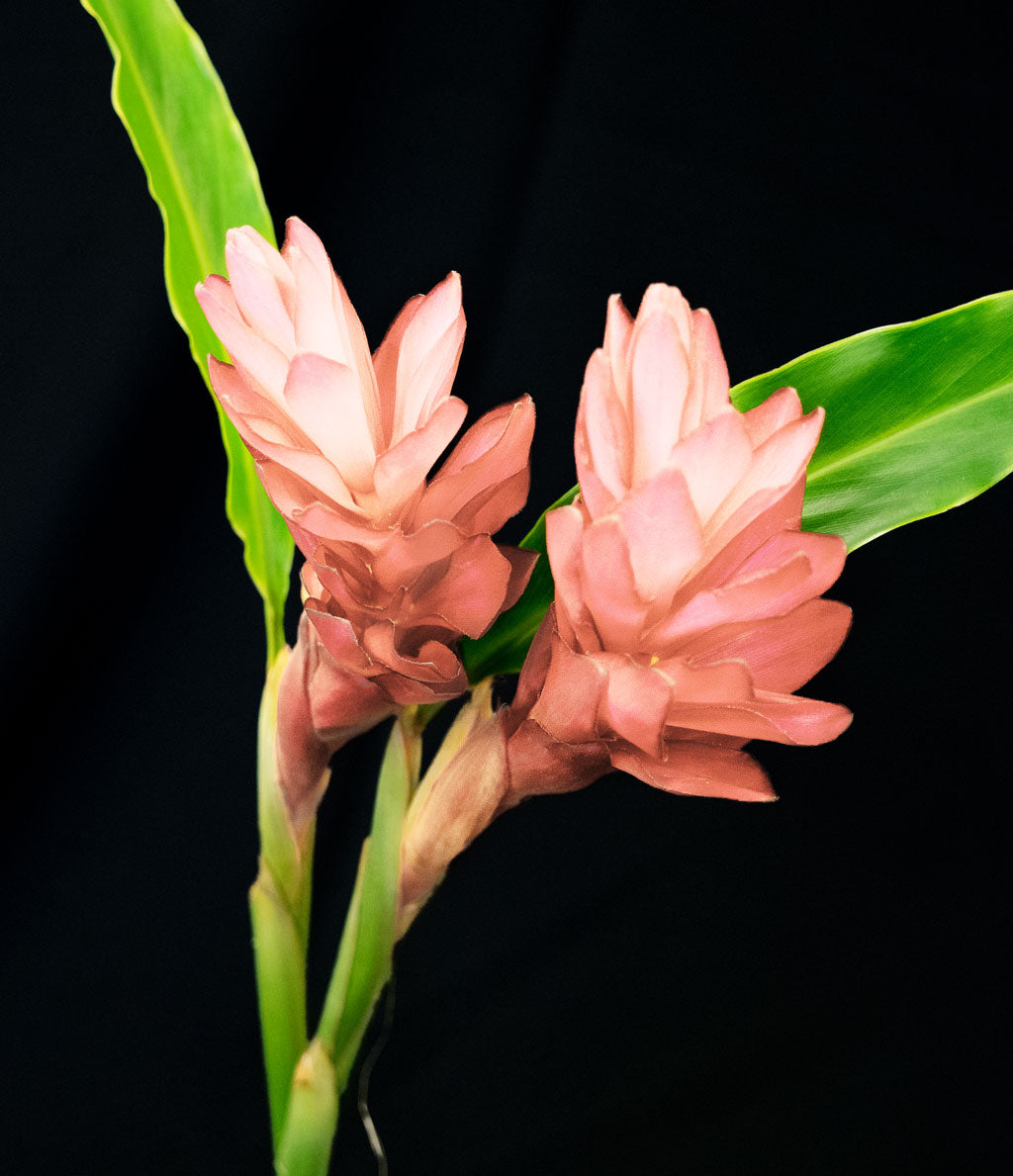 Pink Ginger