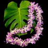 Single Strung Dendrobium Orchid Lei