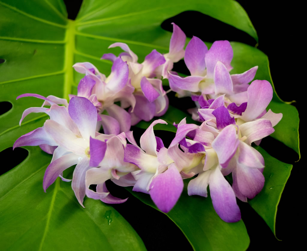 Wrist/Ankle Dendrobium Orchid Lei