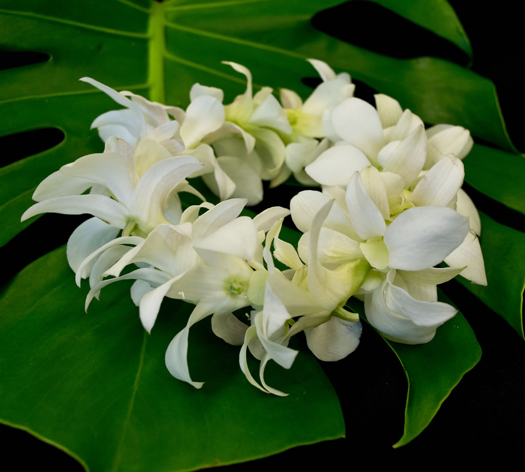 Wrist/Ankle Dendrobium Orchid Lei