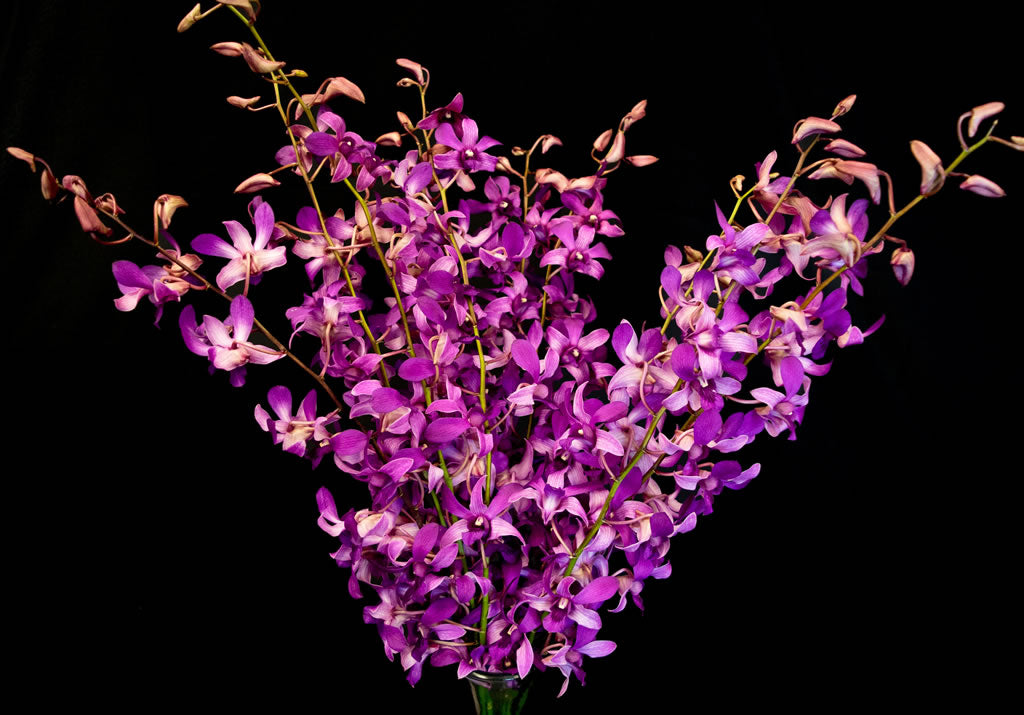 Dendrobium Orchids – 5 Stems