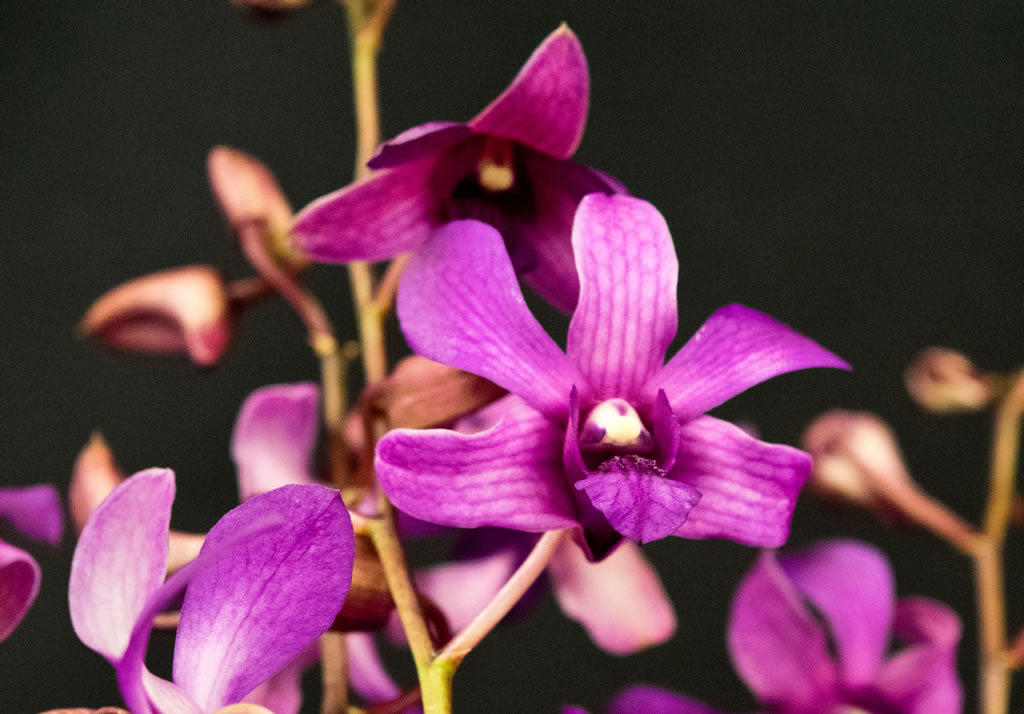 Dendrobium Orchids – 5 Stems