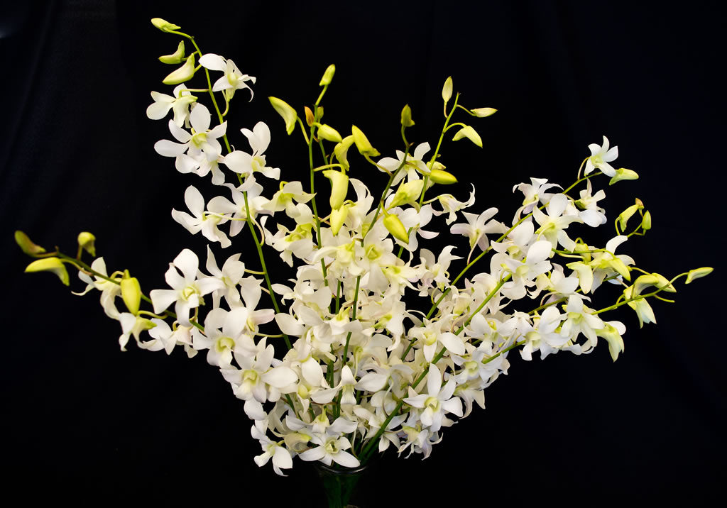 Dendrobium Orchids – 5 Stems