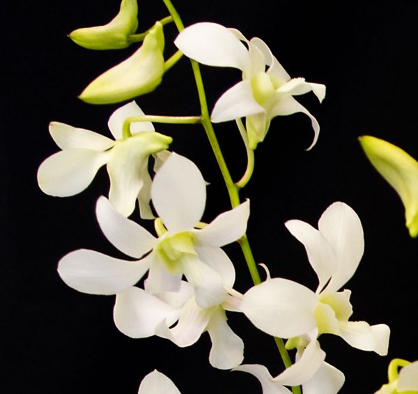 Dendrobium Orchids – 5 Stems