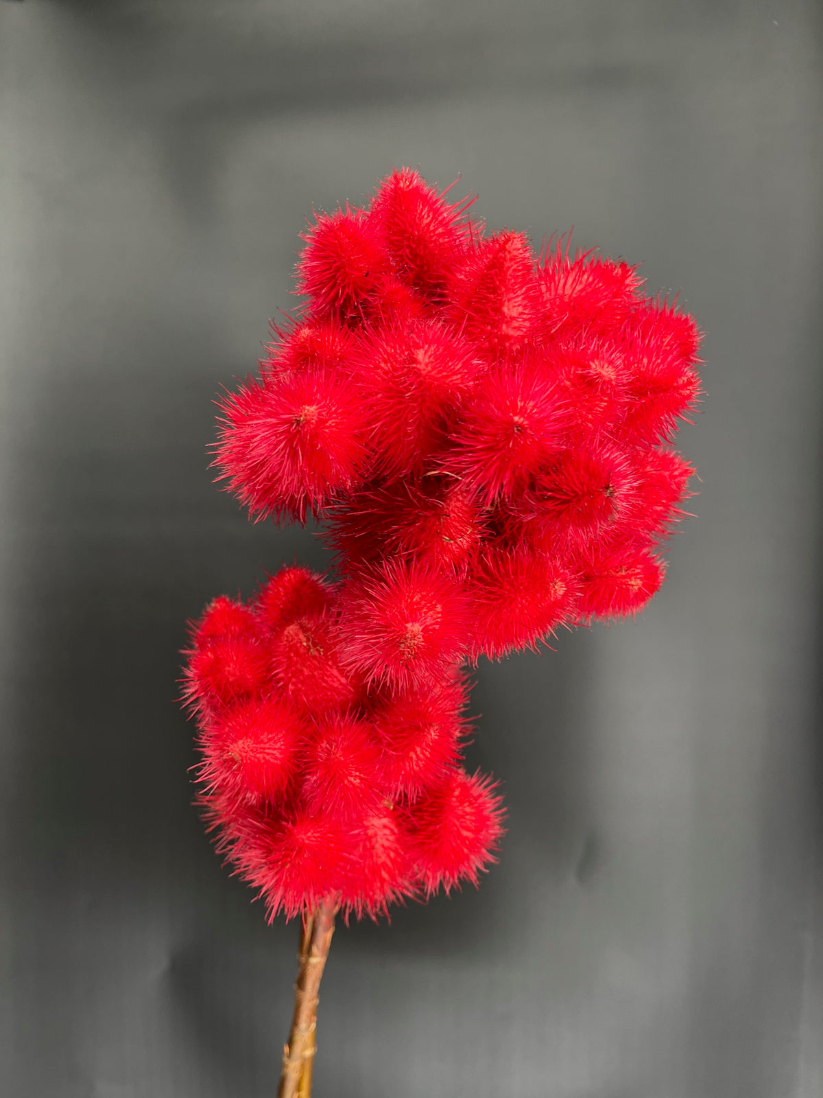 Lipstick Pods (Achote)