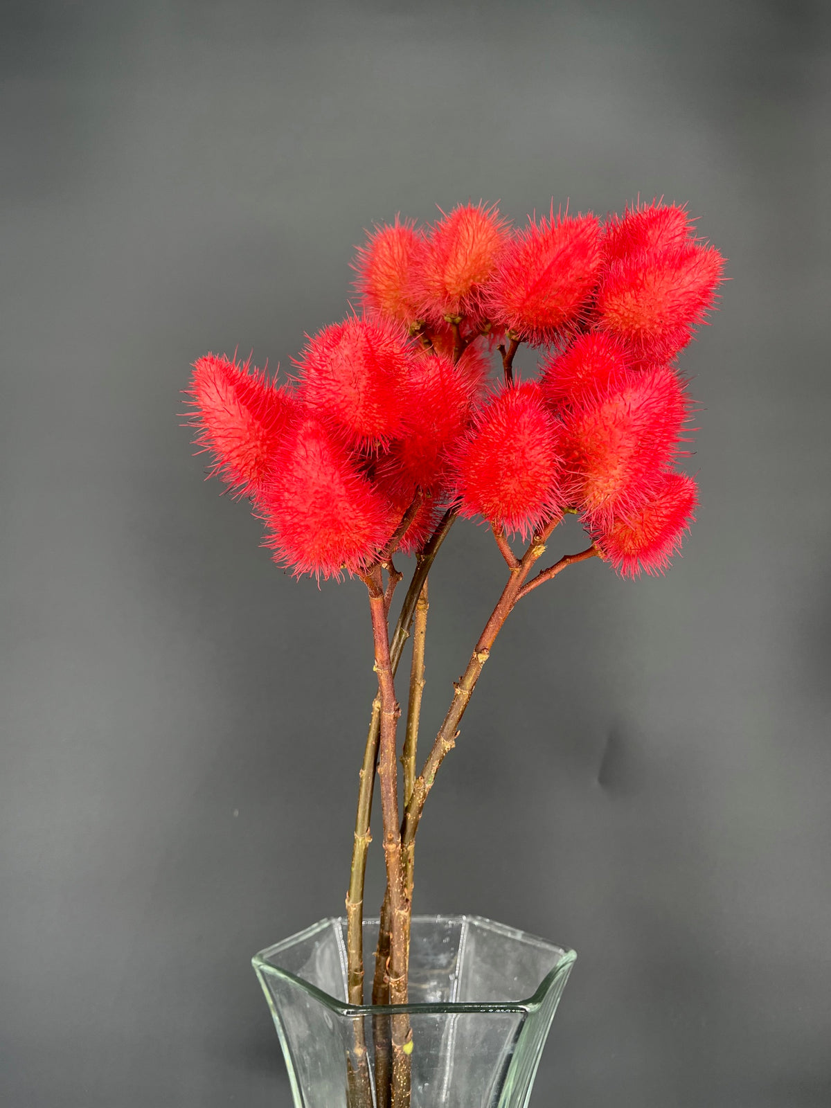 Lipstick Pods (Achote)