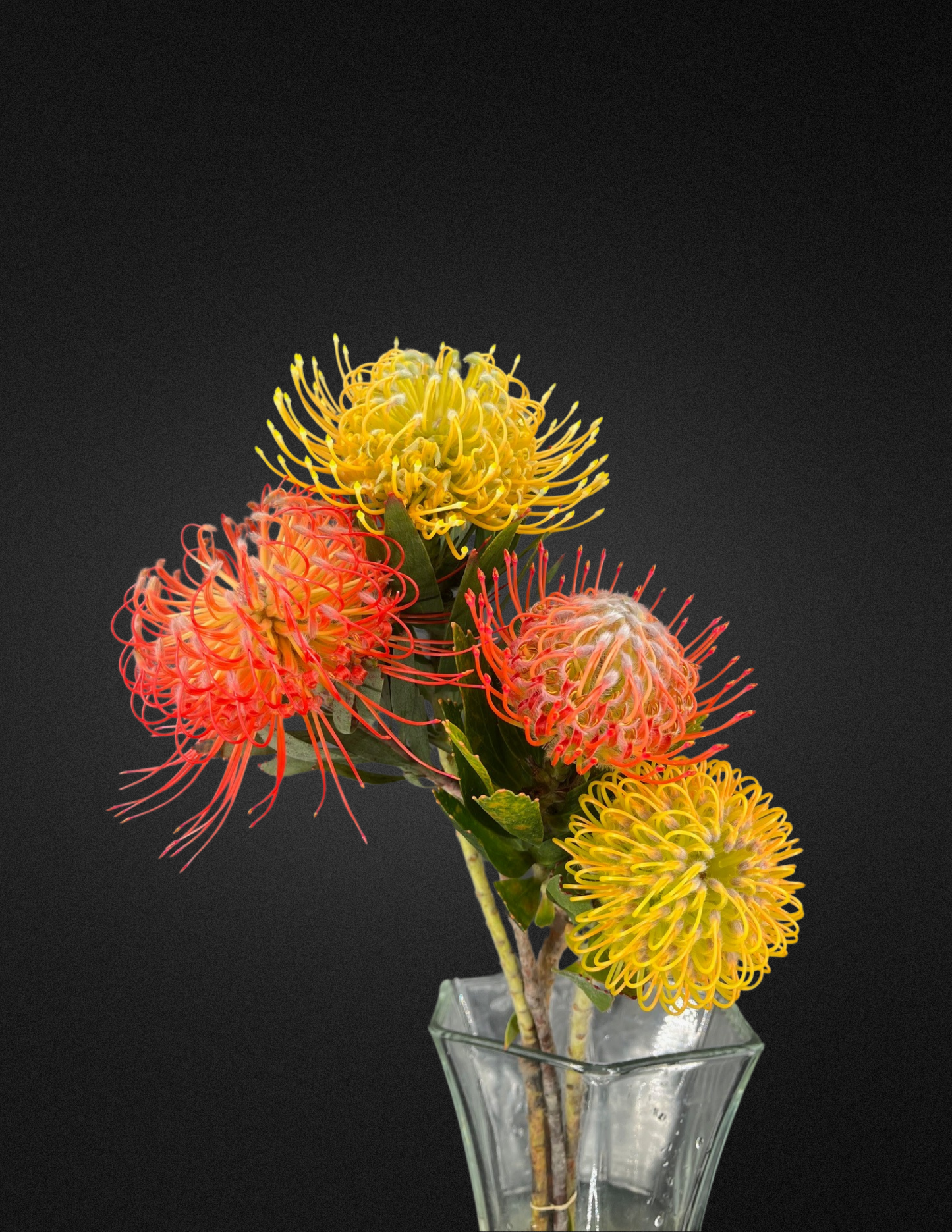 Pin Cushion Protea