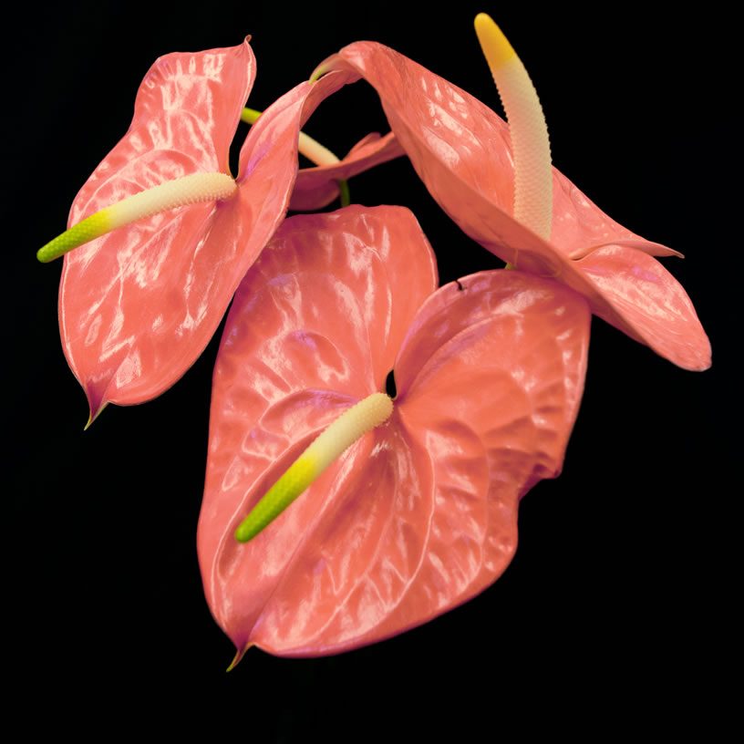 flowers_anthuriums_pink