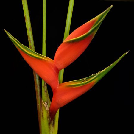 flowers heliconia lobsterclaw