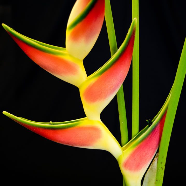 flowers_heliconia_orthotrica