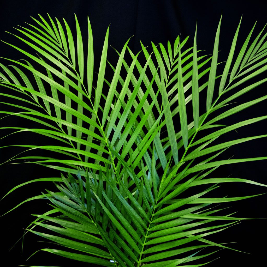foliage_palms