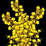 Yellow Oncidium Orchids - 5 Stems