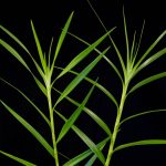 Bamboo Orchid Stems