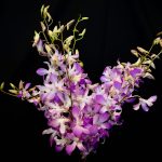 Dendrobium Orchids - 5 Stems