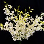 Dendrobium Orchids - 5 Stems